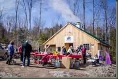 Saphound 03-20-16P Maple-1