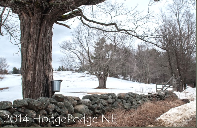 Kate Wilcox Maple 3-14