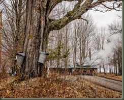 Colby 04-02-16P Maple-13