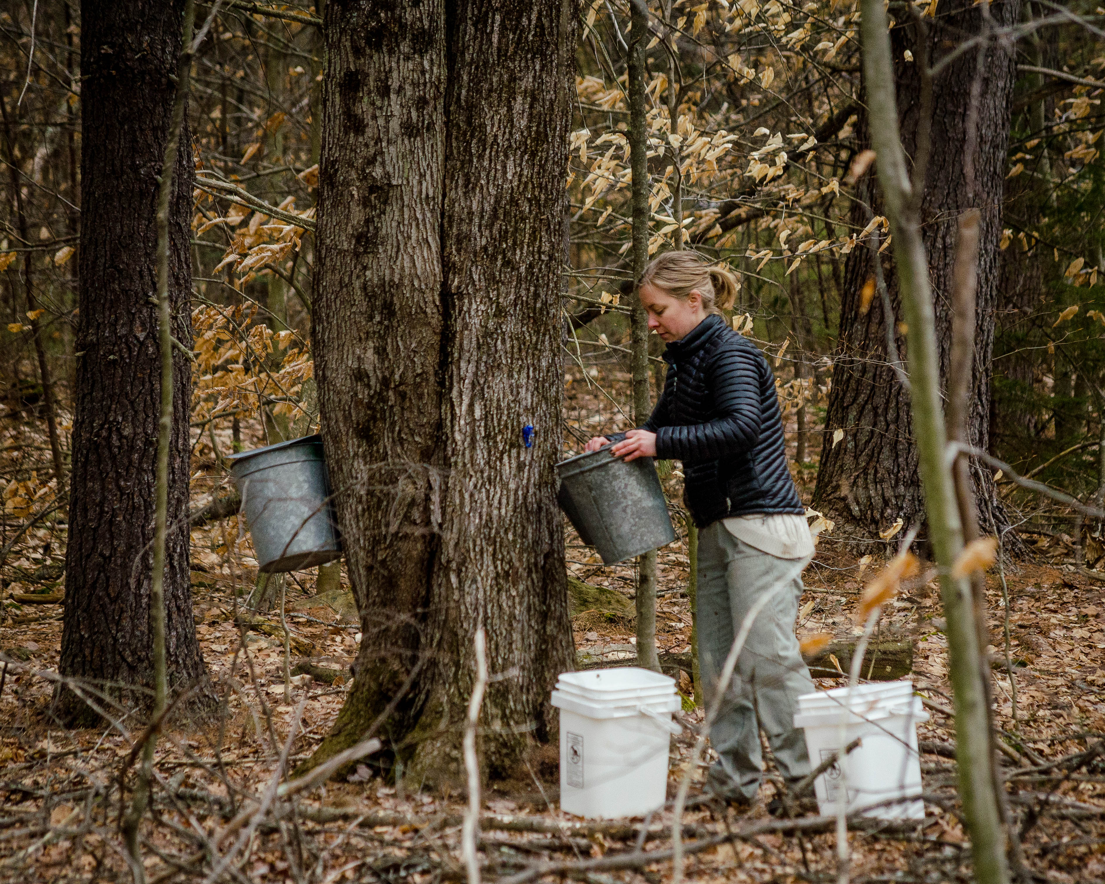 Kate Wilcox Maple 2018-12