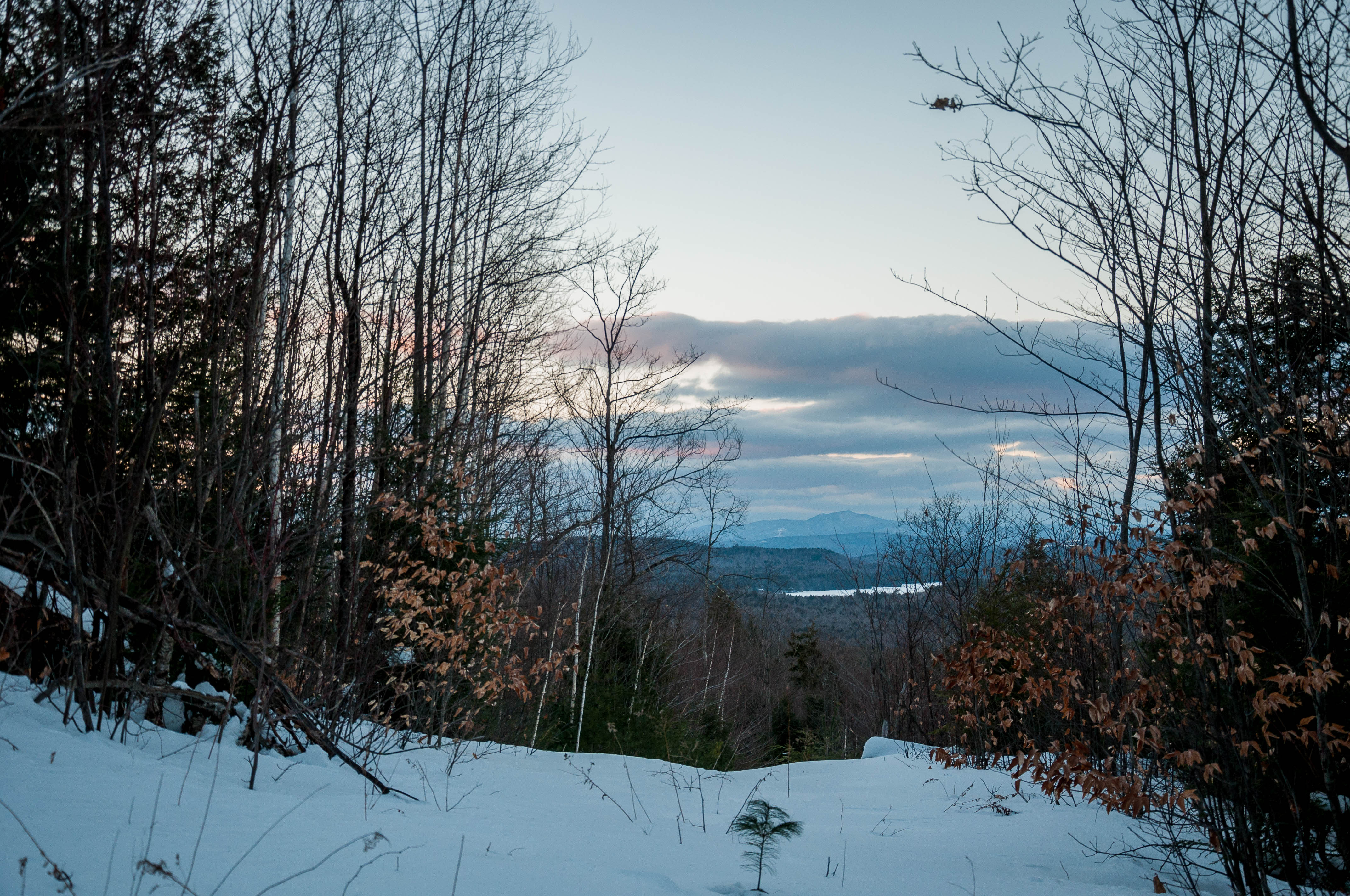 Kate Wilcox Maple 2018-83