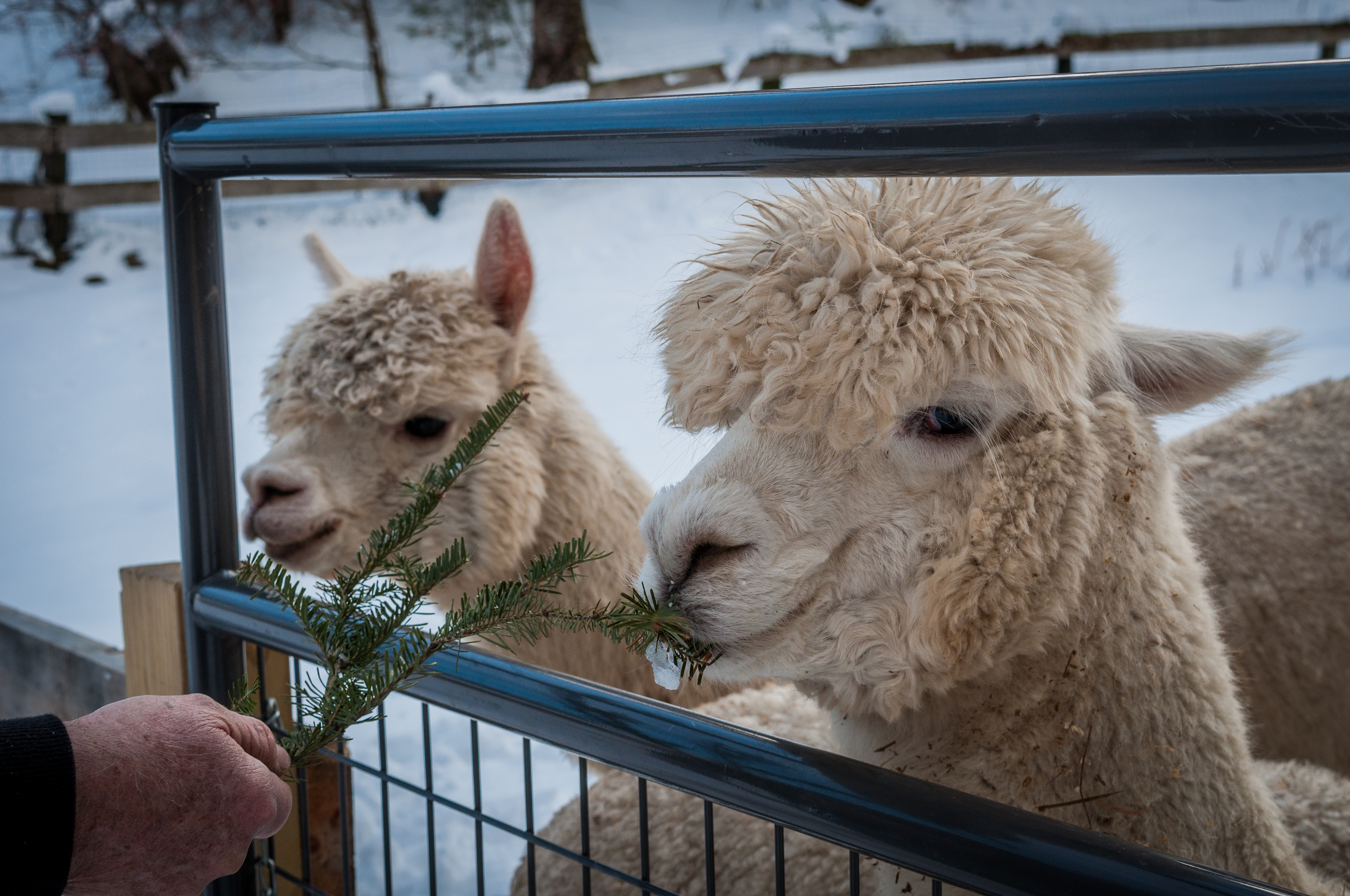 Maple 03-10-18W Crescendo-54