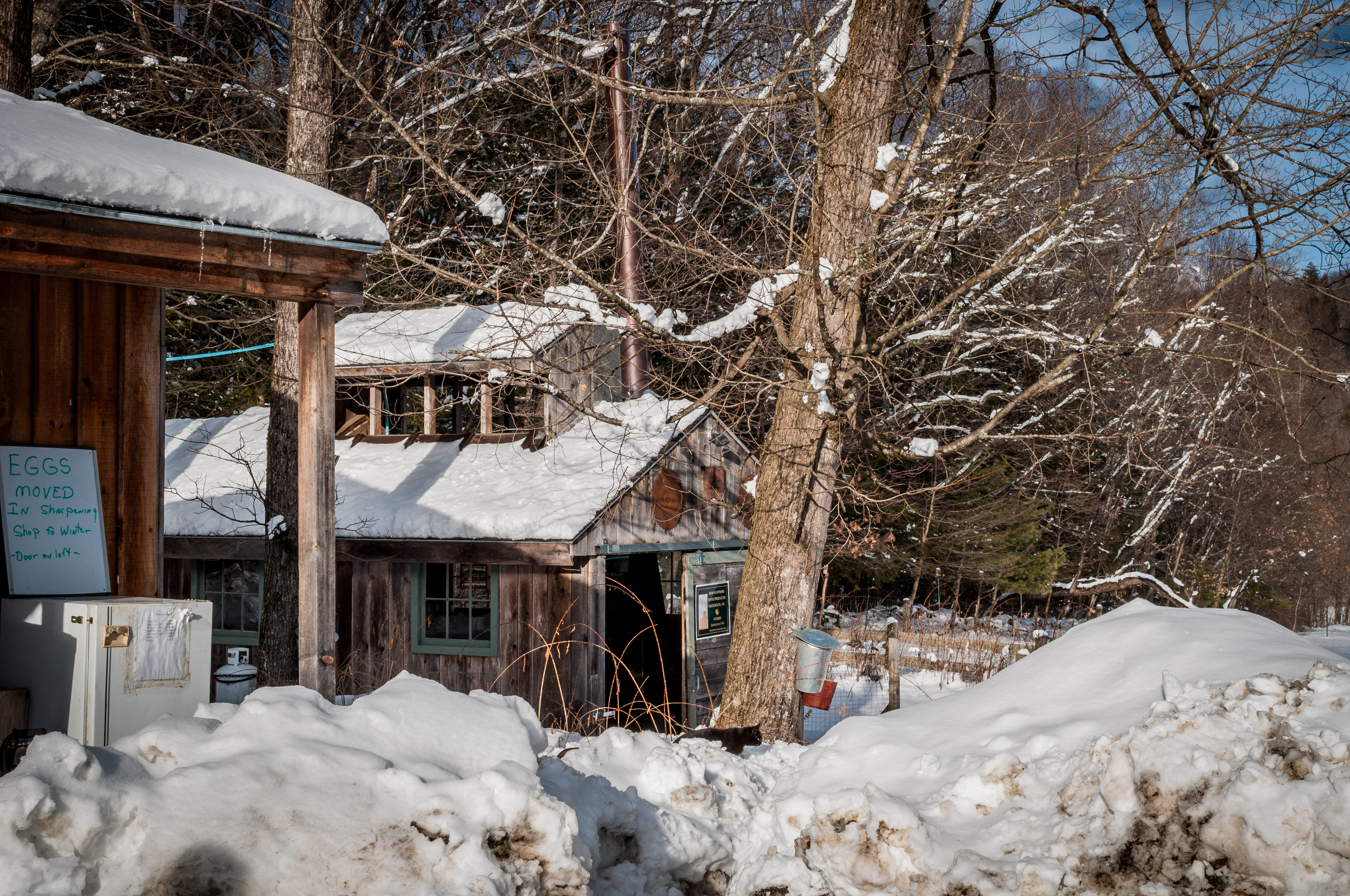 Maple 03-10-18W Crescendo-67